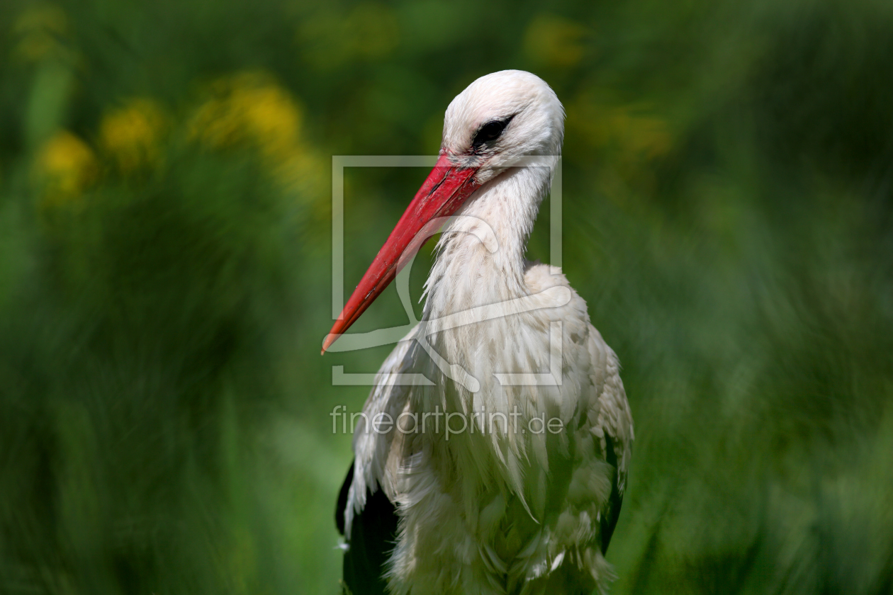 Bild-Nr.: 11512751 Der Storch erstellt von FotoDeHRO