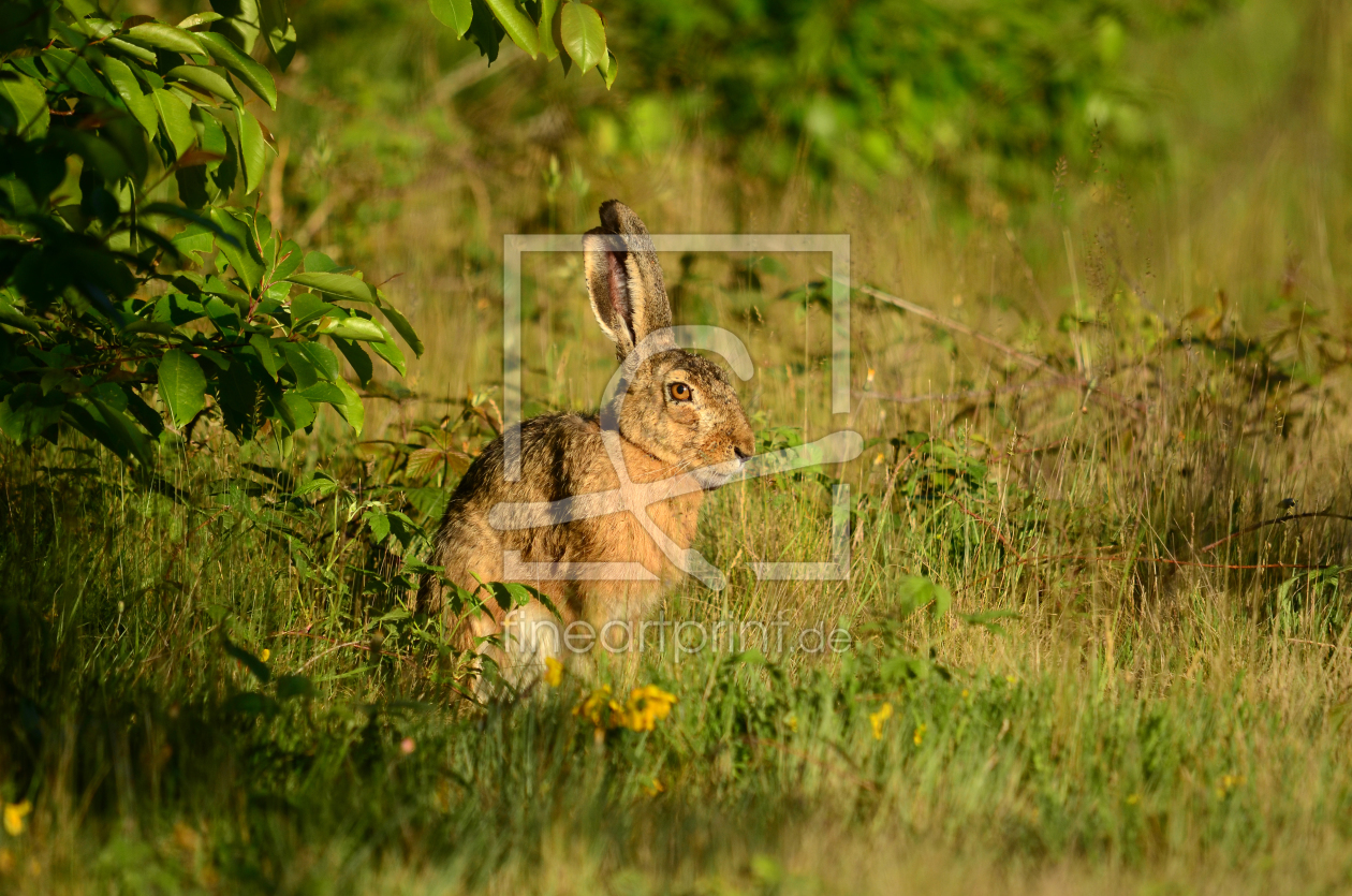 Bild-Nr.: 11512818 Der orientierte Hase erstellt von Ostfriese