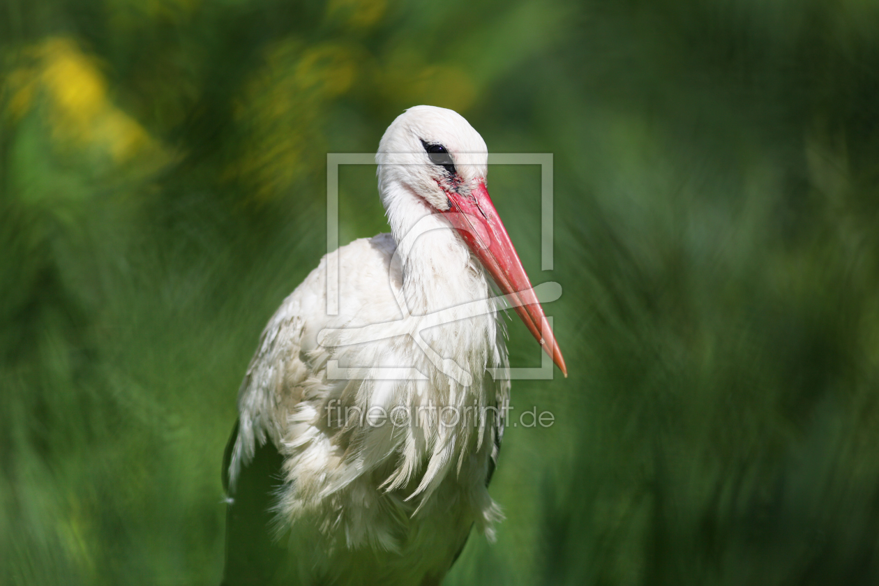 Bild-Nr.: 11513199 Der Storch erstellt von FotoDeHRO