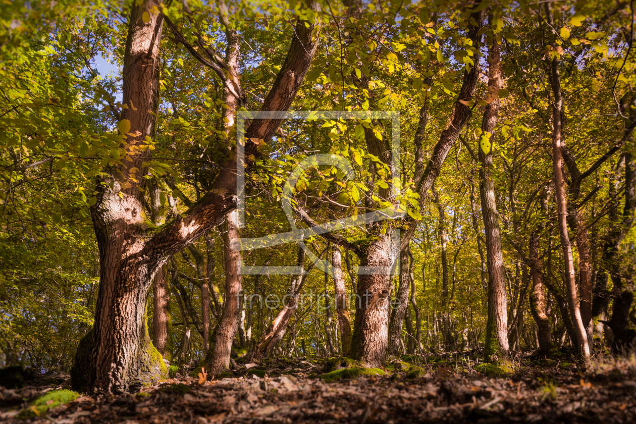 Bild-Nr.: 11513573 Zauberwald erstellt von Richard-Young