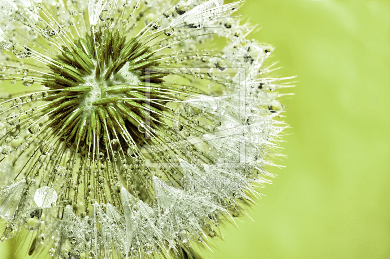 Bild-Nr.: 11514047 wet blowball erstellt von Rolf Eschbach