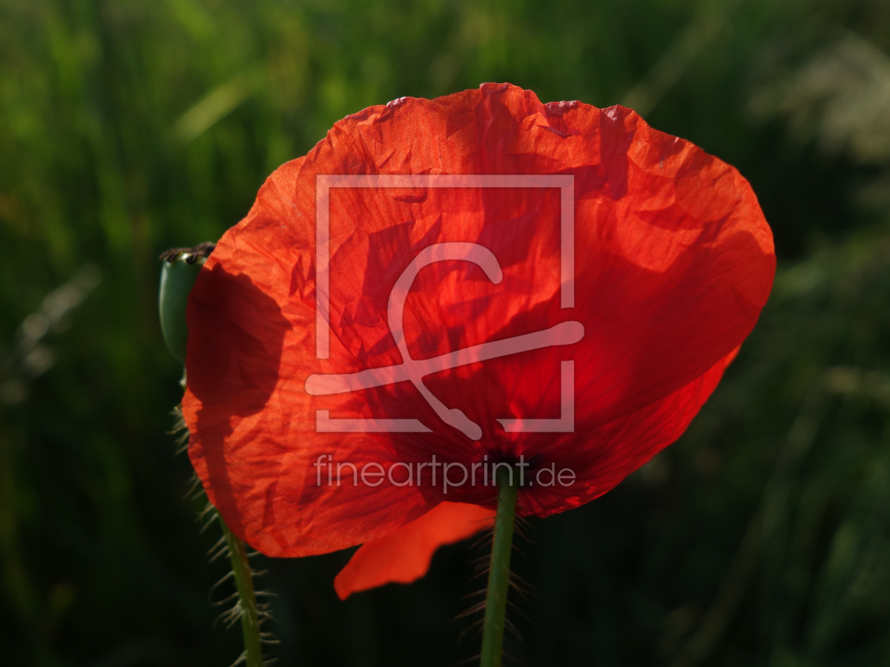 Bild-Nr.: 11514326 Mohn erstellt von LiaF