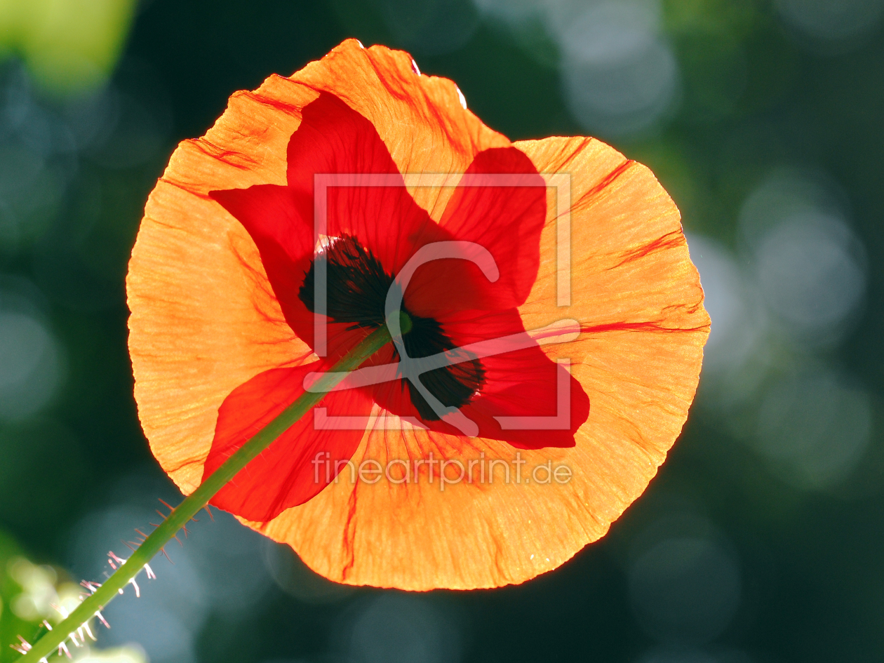 Bild-Nr.: 11514358 Mohn im Sonnengegenlicht erstellt von Ostfriese