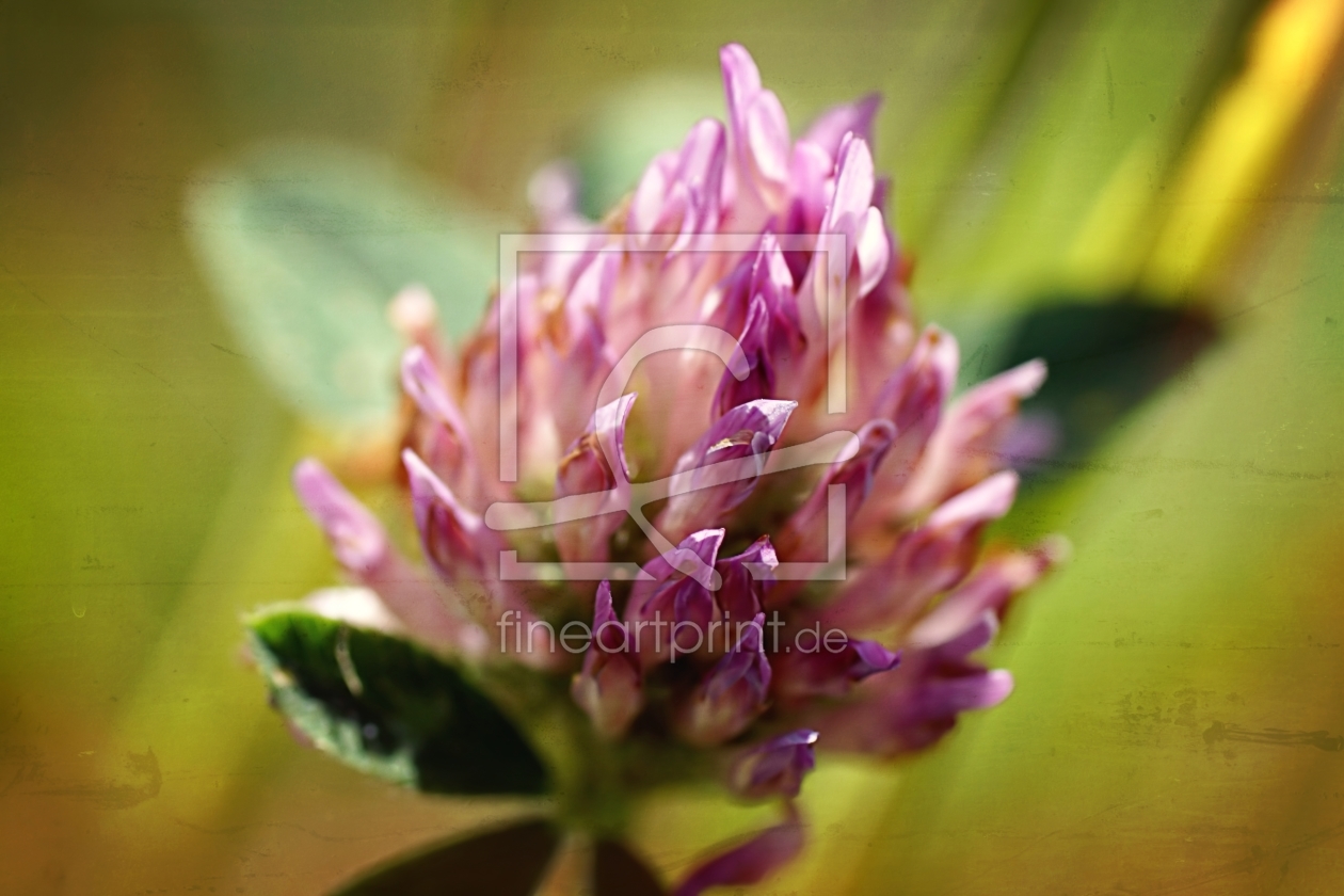 Bild-Nr.: 11514555 Clover erstellt von youhaveadream