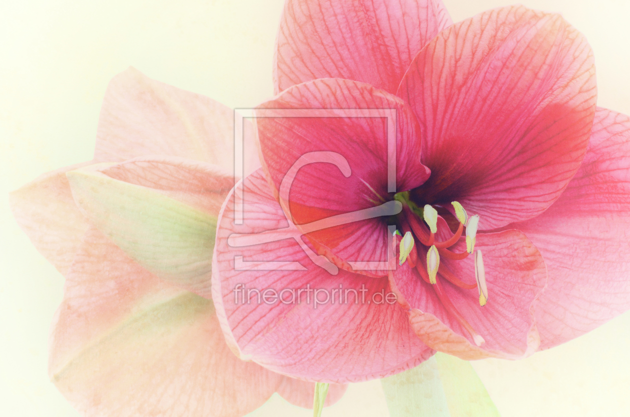 Bild-Nr.: 11514566 soft amaryllis erstellt von Rolf Eschbach