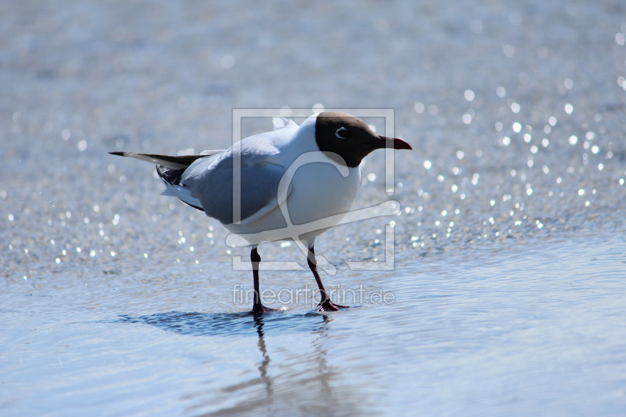 Bild-Nr.: 11514795 Möwe erstellt von Heike  Hultsch