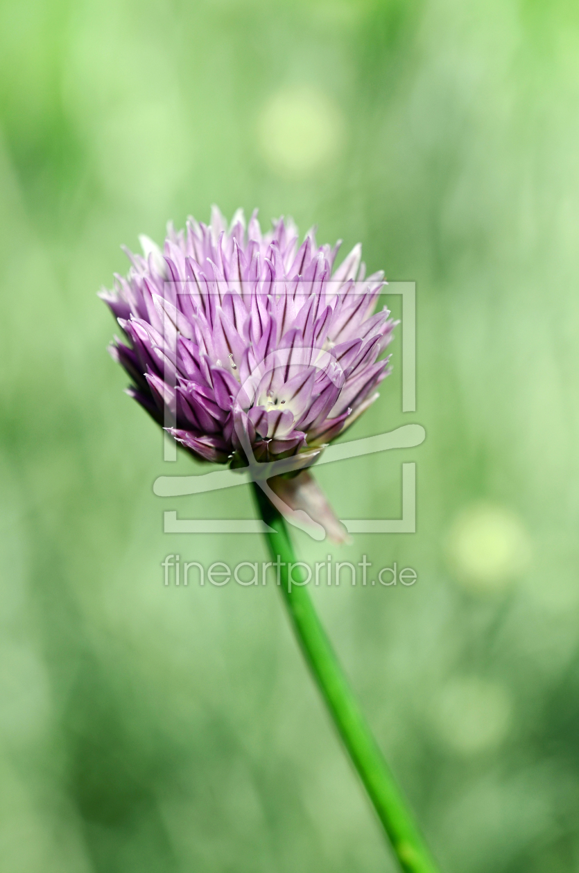 Bild-Nr.: 11514992 Schnittlauchblüte Bild-Nr.: 11514992 Schnittlauchblüte erstellt von Ostfriese
