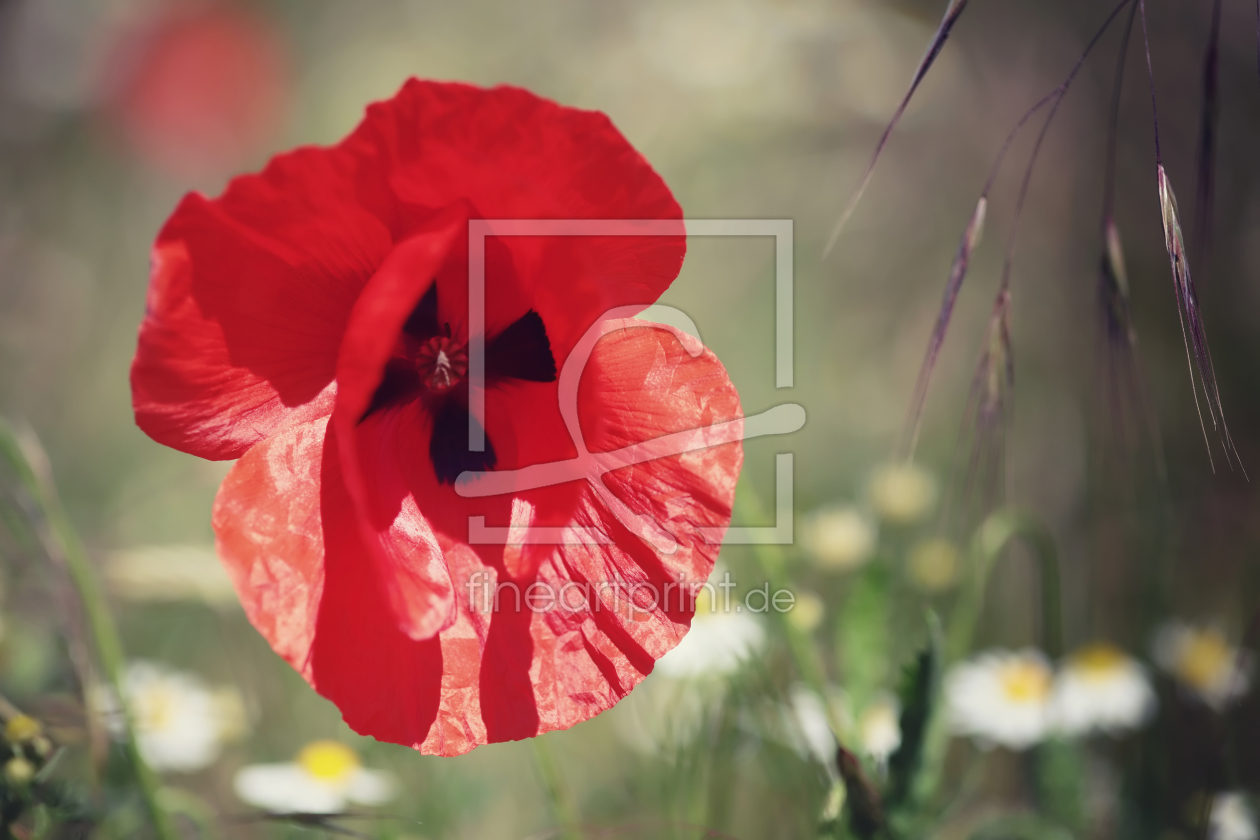 Bild-Nr.: 11515831 In der Blumenwiese erstellt von FotoDeHRO
