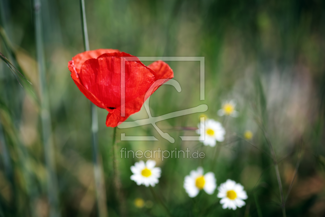 Bild-Nr.: 11515841 Blumenwiese erstellt von FotoDeHRO