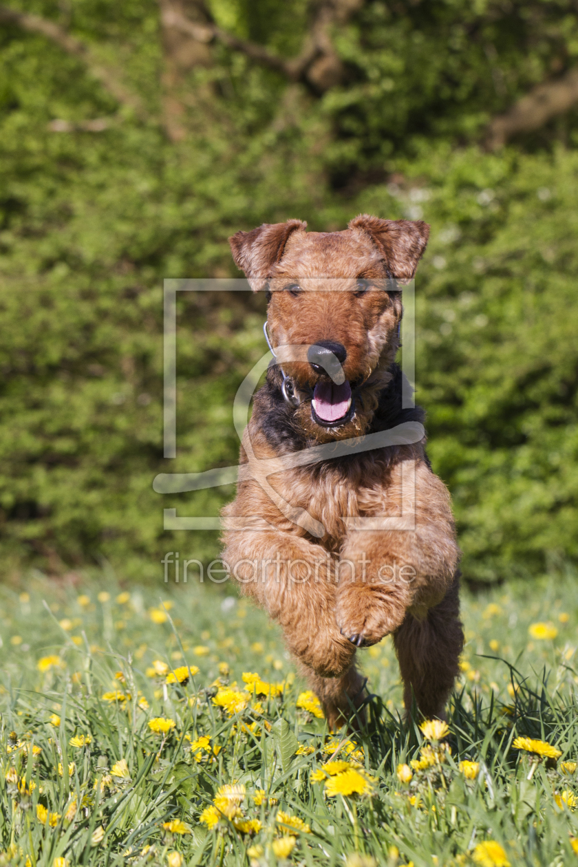 Bild-Nr.: 11516173 Airedale Terrier erstellt von bebo24