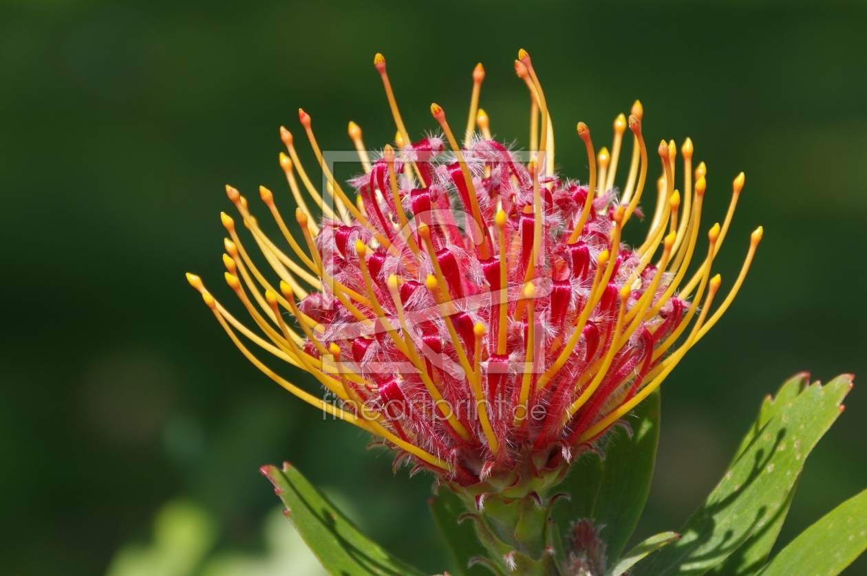 Bild-Nr.: 11516179 Pincushion protea erstellt von gabii40