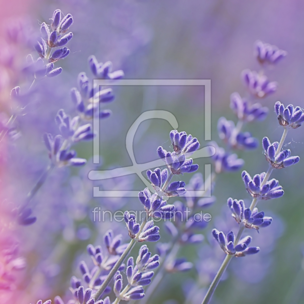 Bild-Nr.: 11516223 Fragrance erstellt von youhaveadream