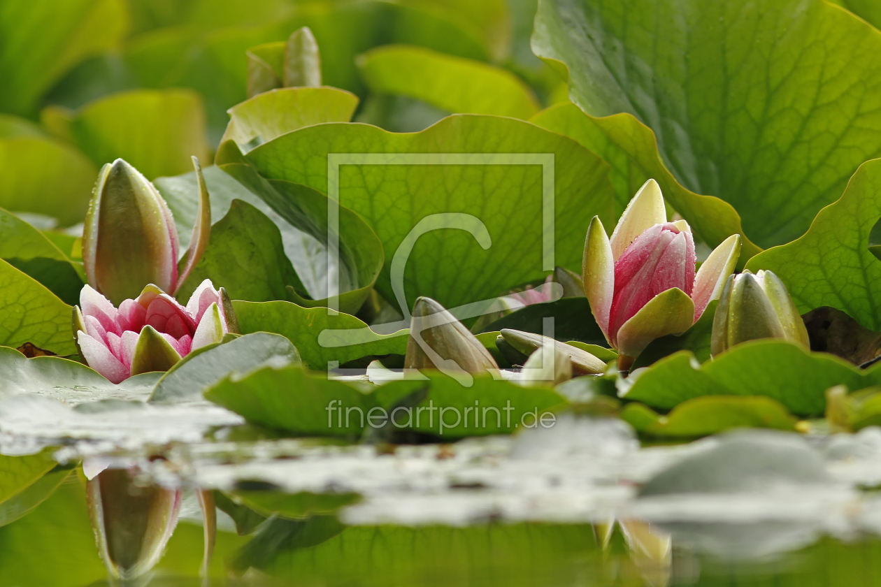 Bild-Nr.: 11516325 Die Zwerg Seerose - Nymphaea tetragona erstellt von WildlifePhotography