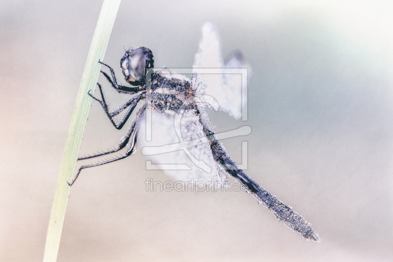 Bild-Nr.: 11516545 Libellenpastell erstellt von Daniela Beyer