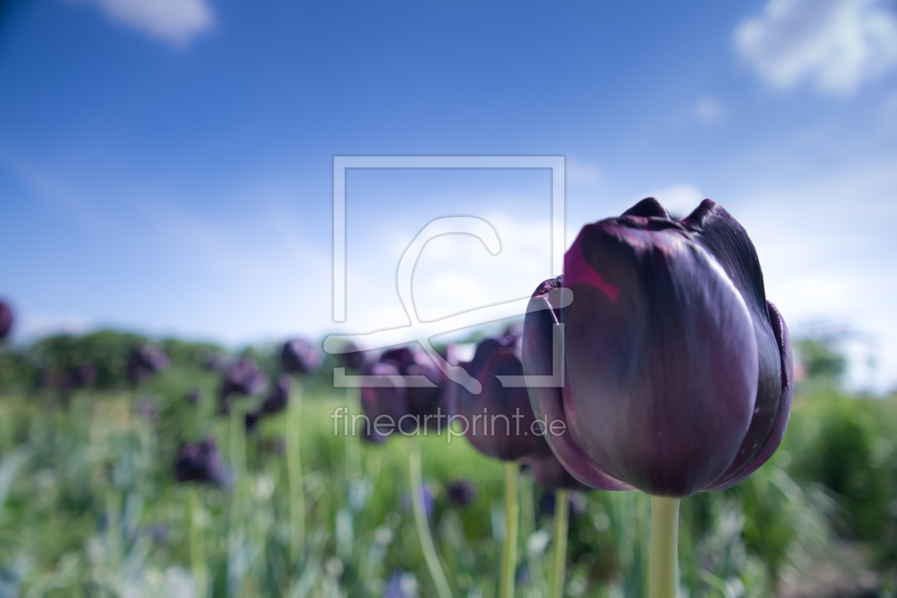 Bild-Nr.: 11516782 Blumenwiese Koblenz erstellt von ptkim-design