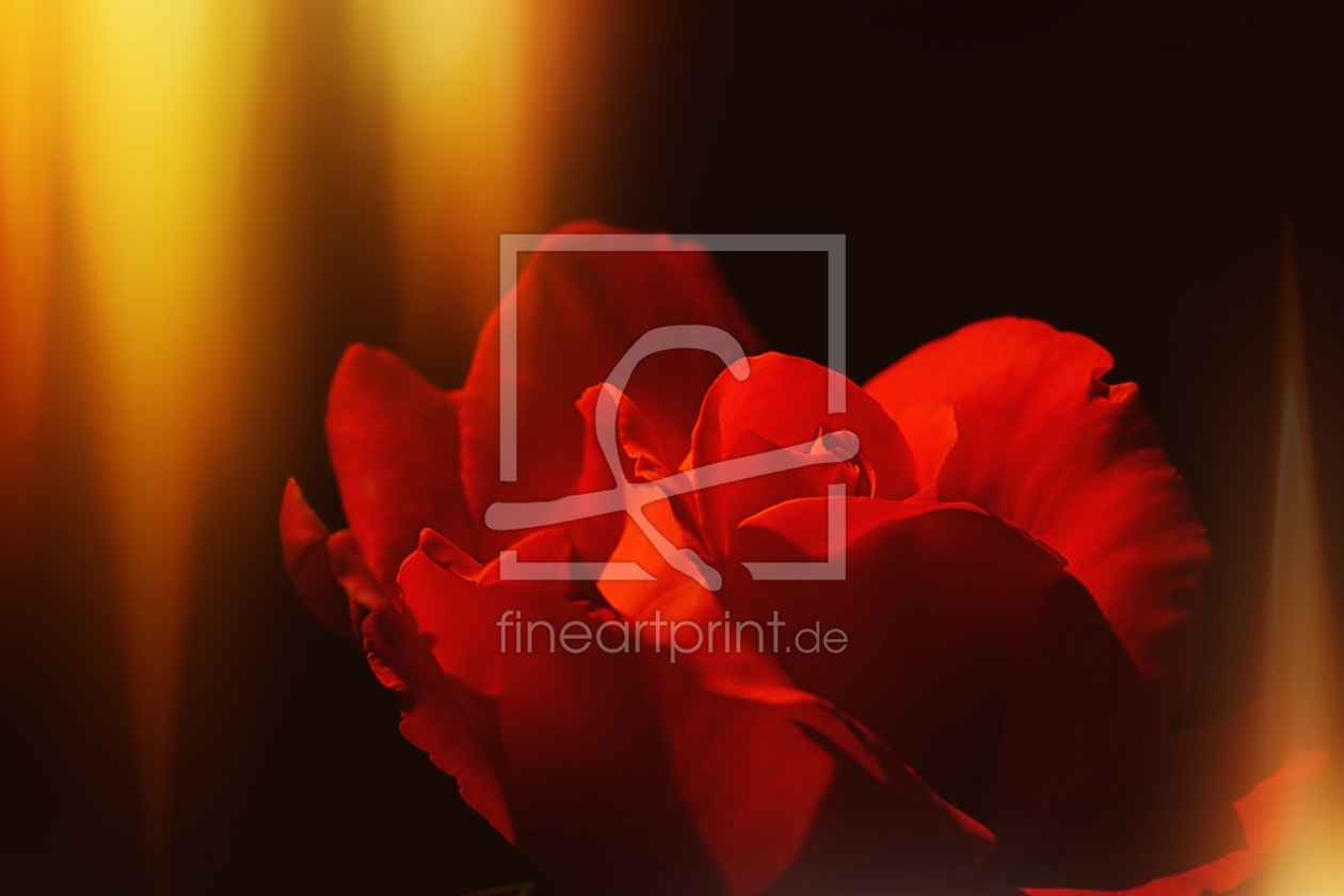 Bild-Nr.: 11517068 Flames of Love erstellt von youhaveadream