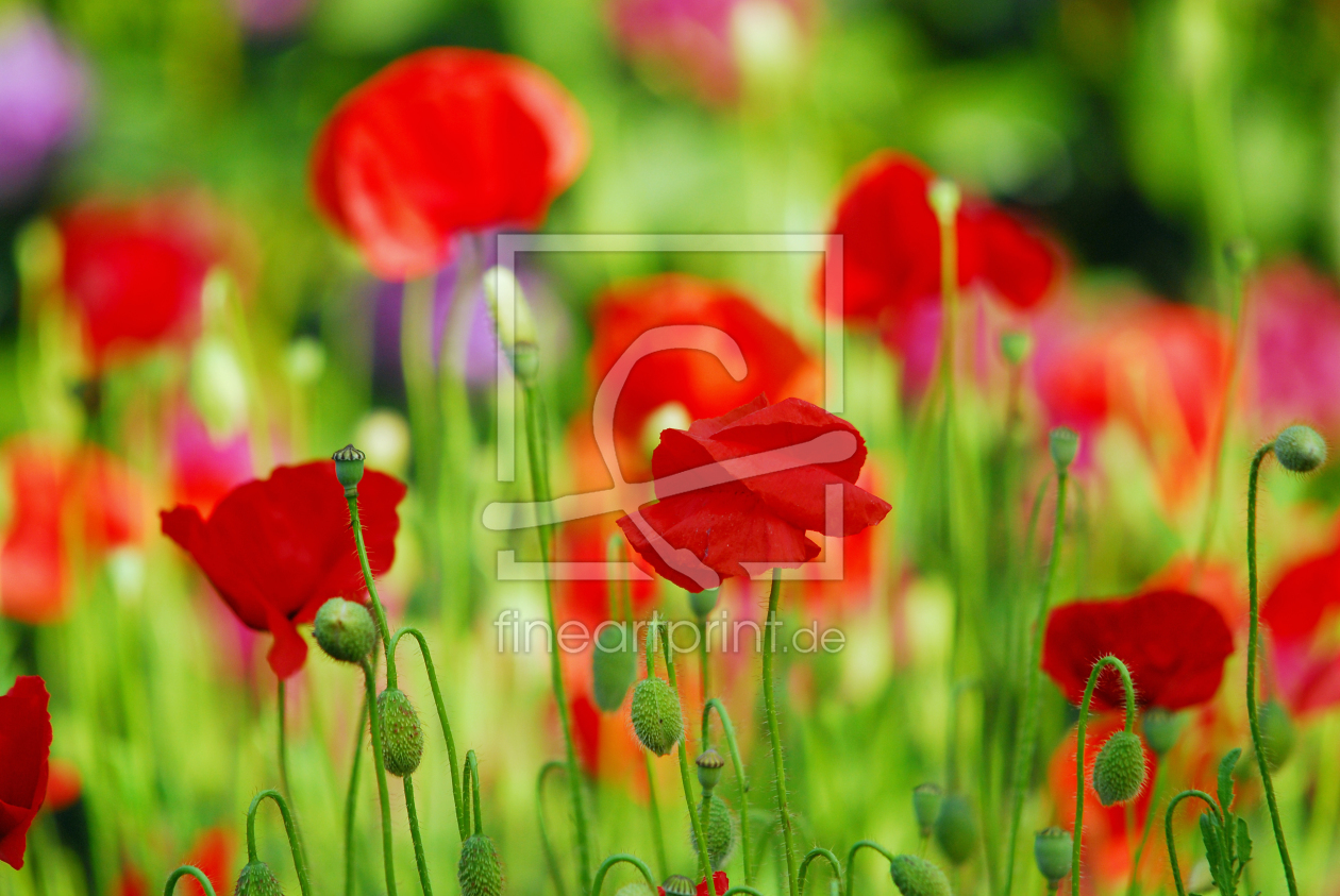 Bild-Nr.: 11517483 Mohnblumenbauerngarten erstellt von Ostfriese