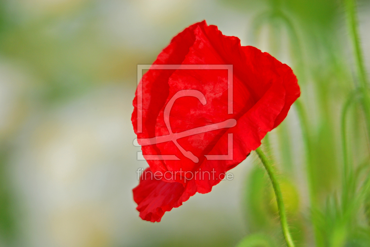 Bild-Nr.: 11517487 Mohnblume erstellt von Ostfriese