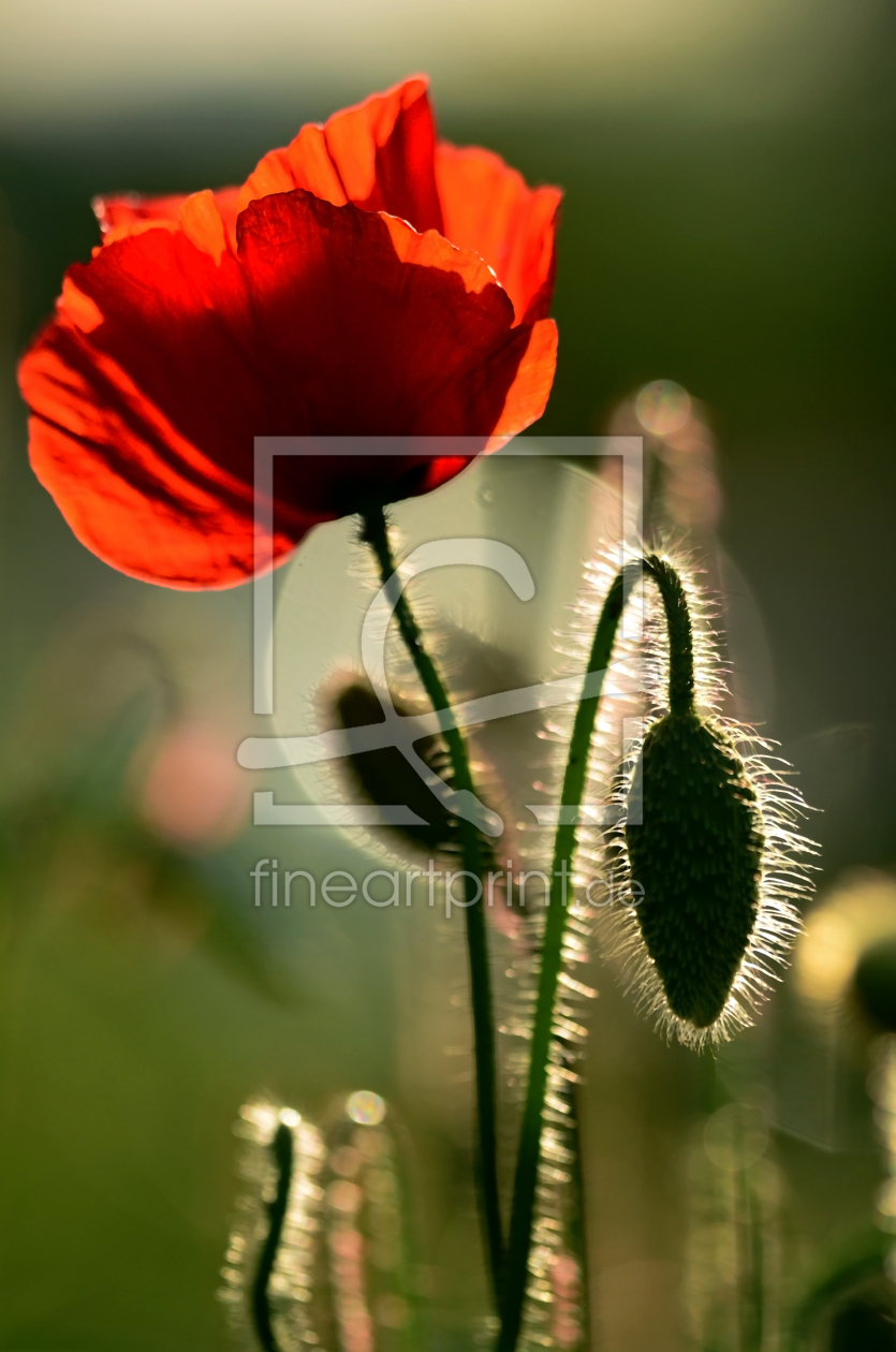 Bild-Nr.: 11517541 Gegenlichtmohn erstellt von Ostfriese