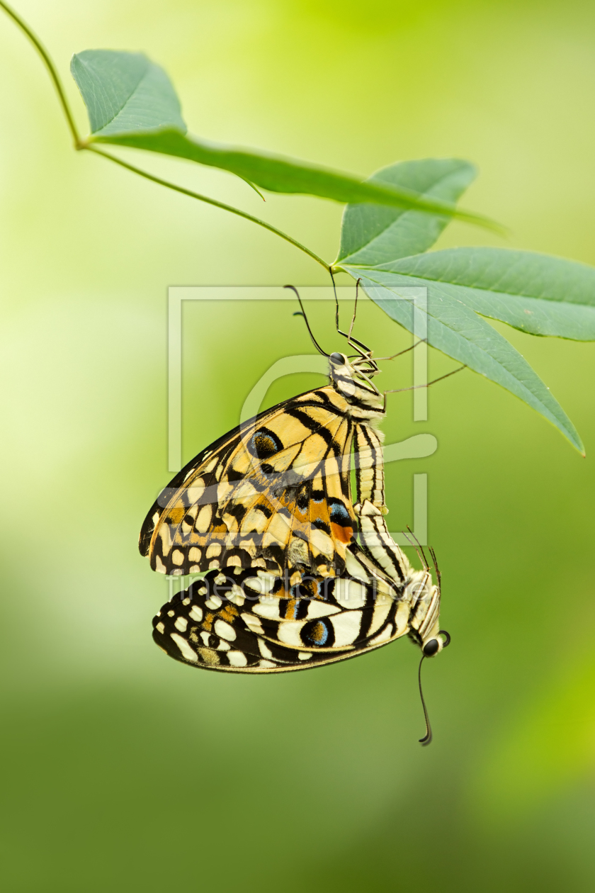 Bild-Nr.: 11517705 Ein Paar Schmetterling erstellt von Thomas Herzog