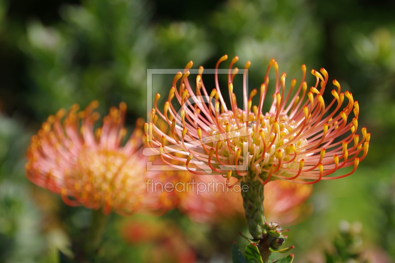 Bild-Nr.: 11517861 PINCUSHION-PROTEA erstellt von gabii40