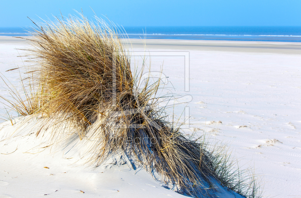 Bild-Nr.: 11518125 Strandhafer Langeoog erstellt von wompus