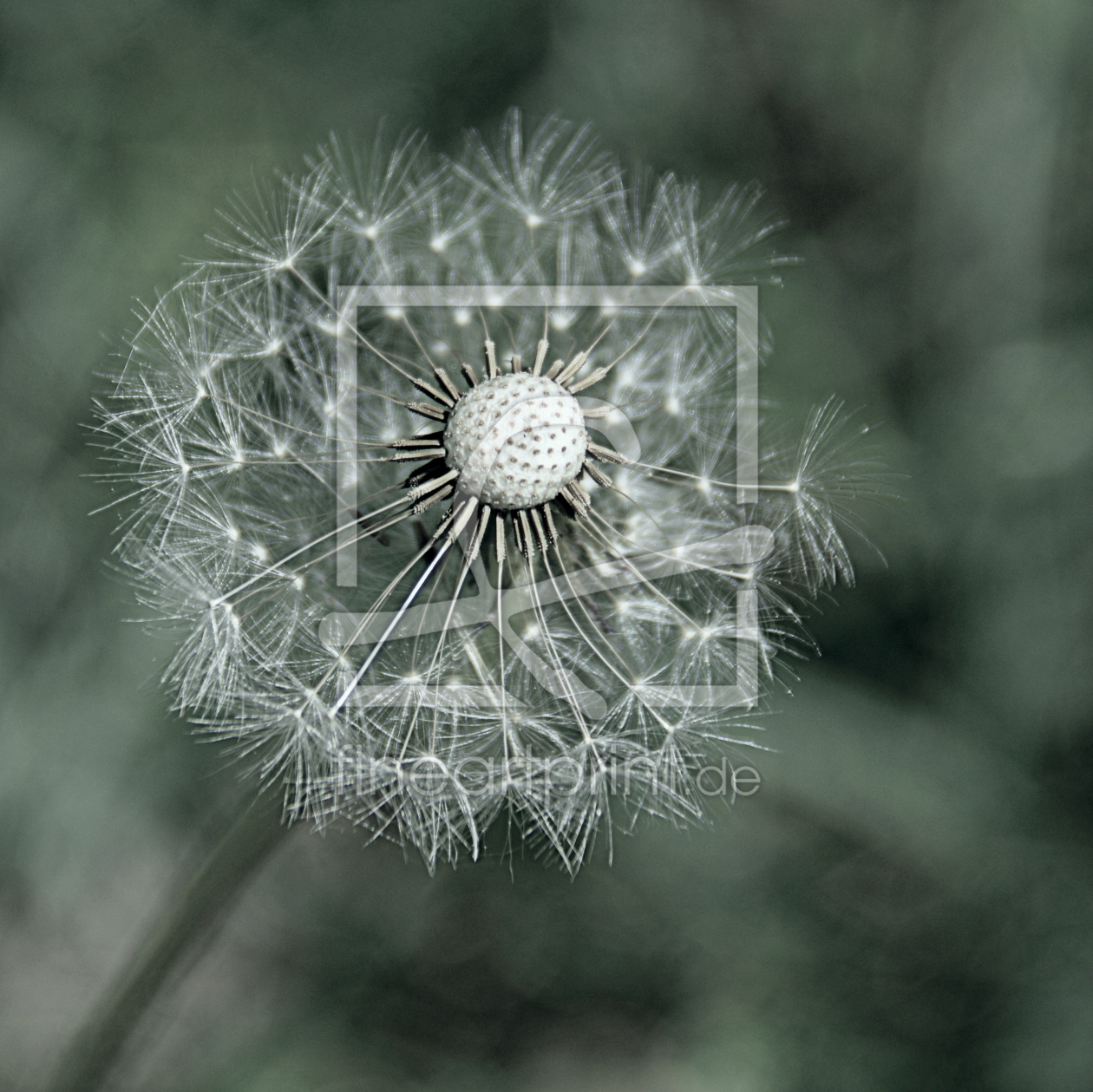 Bild-Nr.: 11519078 dandelion erstellt von GUGIGEI