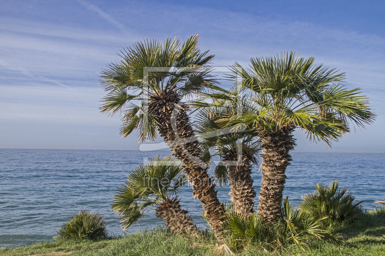 Bild-Nr.: 11519826 Palmenriviera erstellt von EderHans