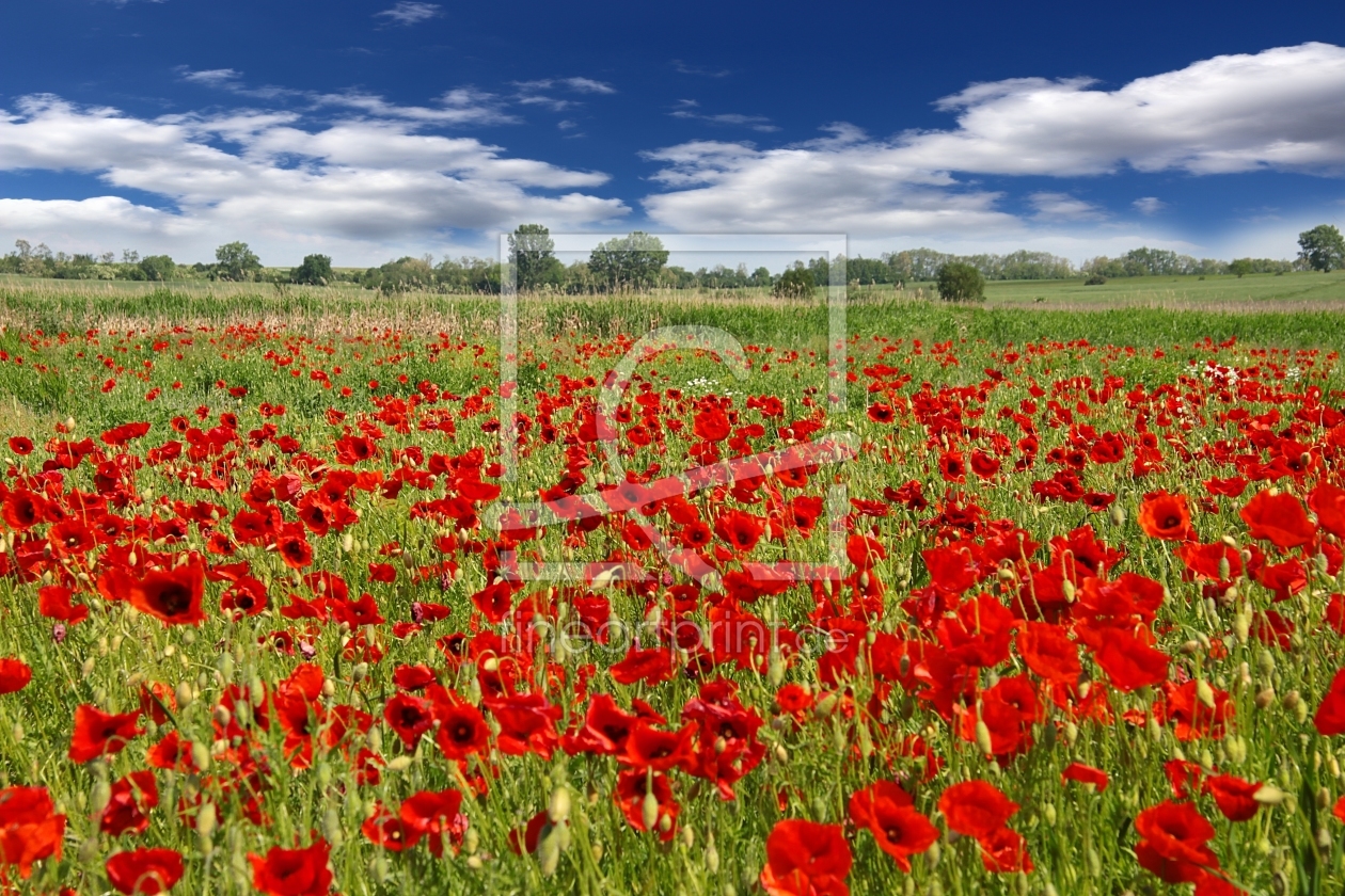 Bild-Nr.: 11520417 Mohnblumenwiese  erstellt von Renate Knapp