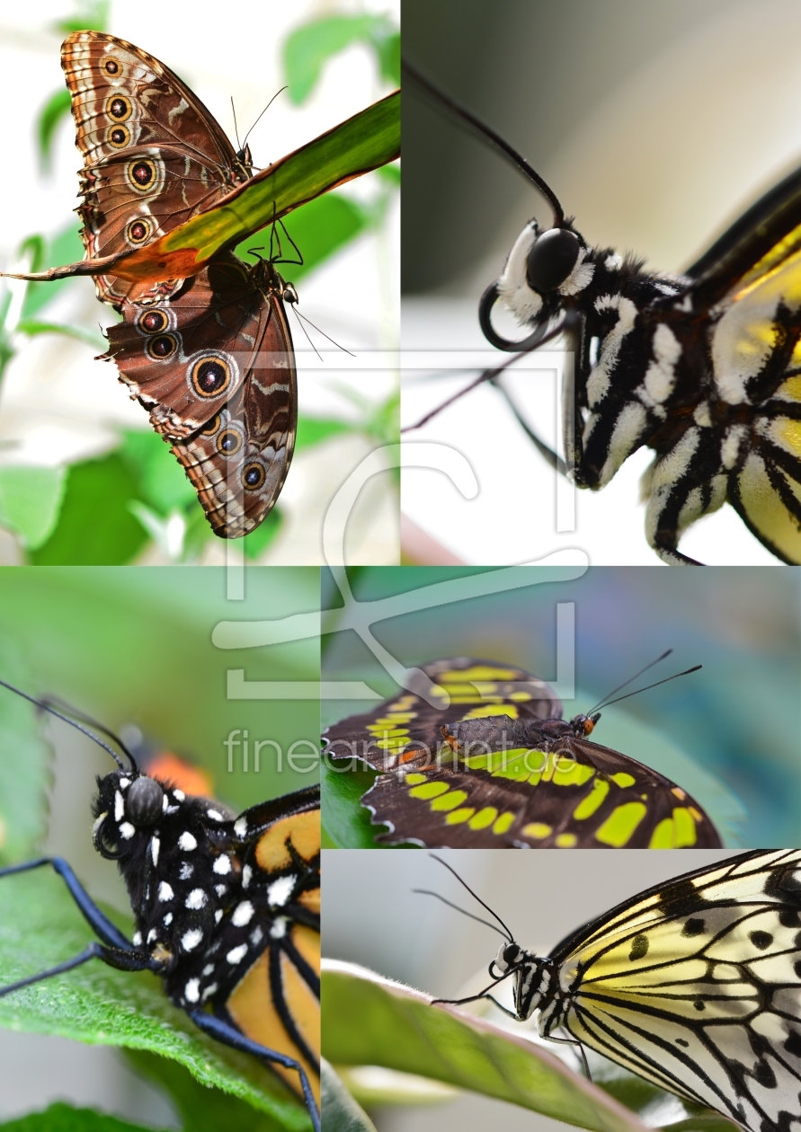 Bild-Nr.: 11520935 Schmetterlings Collage erstellt von MarMIa
