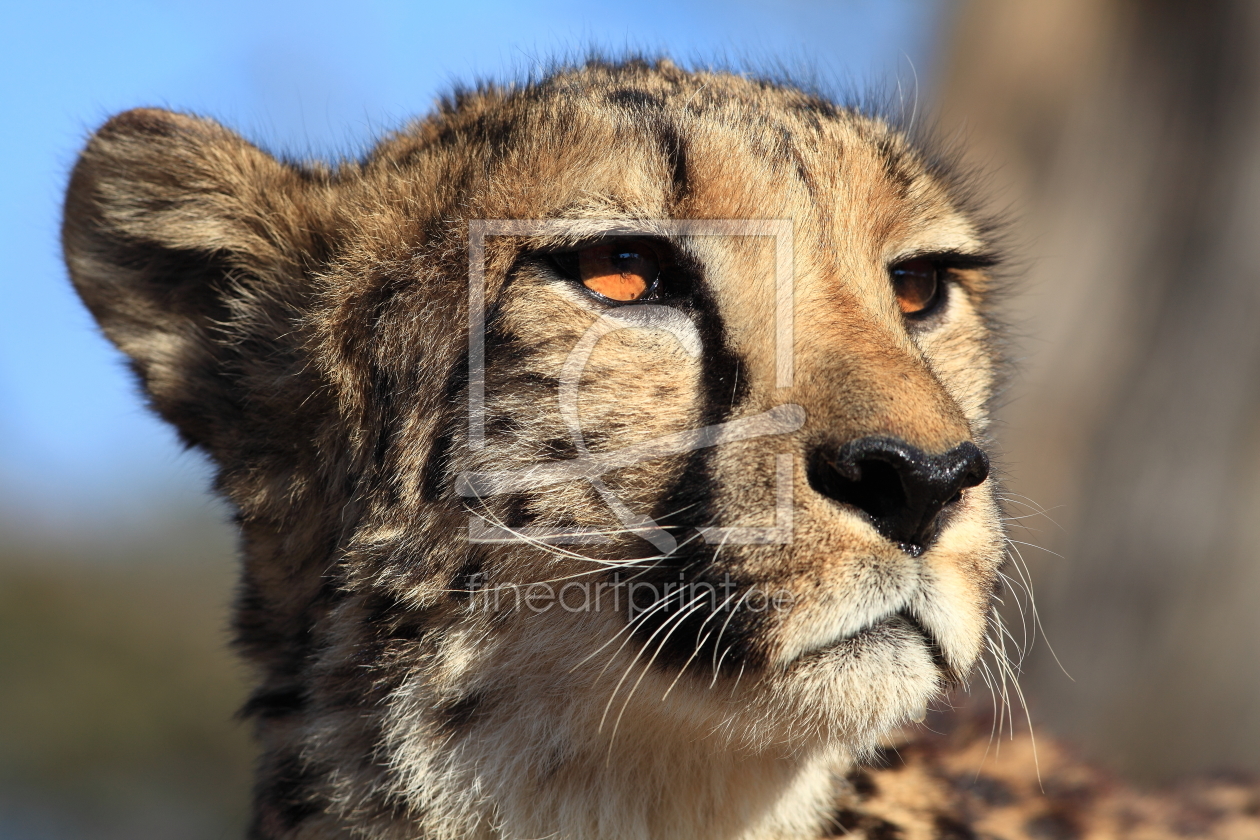 Bild-Nr.: 11521743 Gepard_Namibia erstellt von InCQuence