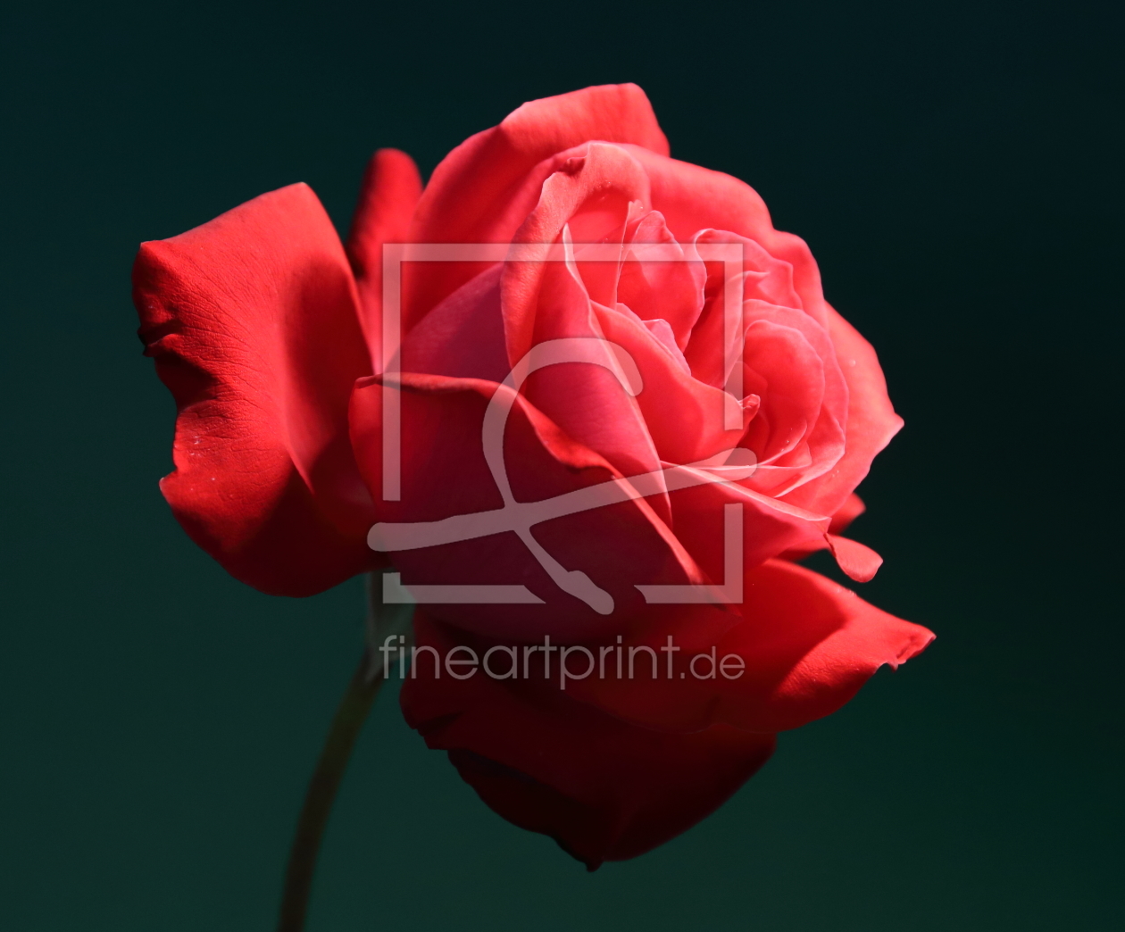 Bild-Nr.: 11521881 Rose auf schwarzem Grund Makro erstellt von Maxbenno