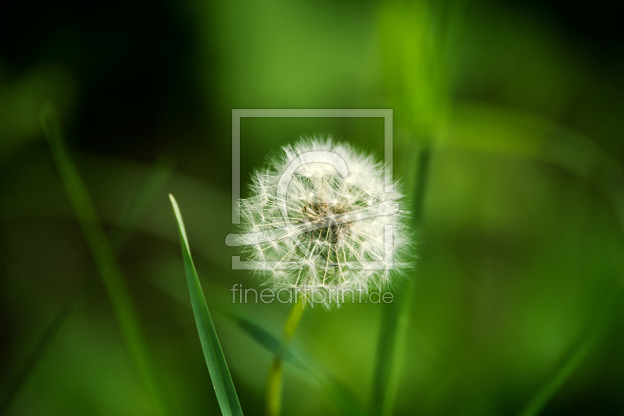 Bild-Nr.: 11521931 Pusteblume erstellt von Andrej Fangrat
