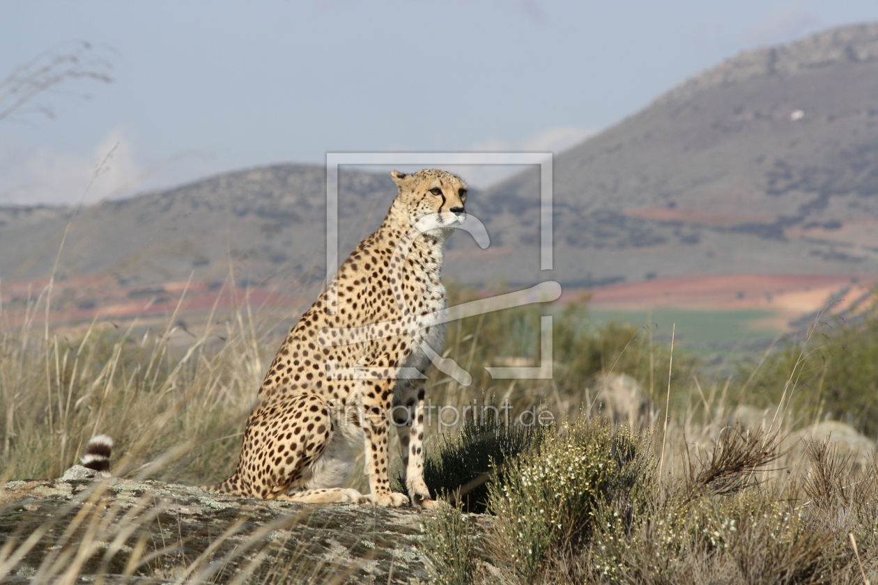 Bild-Nr.: 11522505 Gepard erstellt von Cheetah-Design