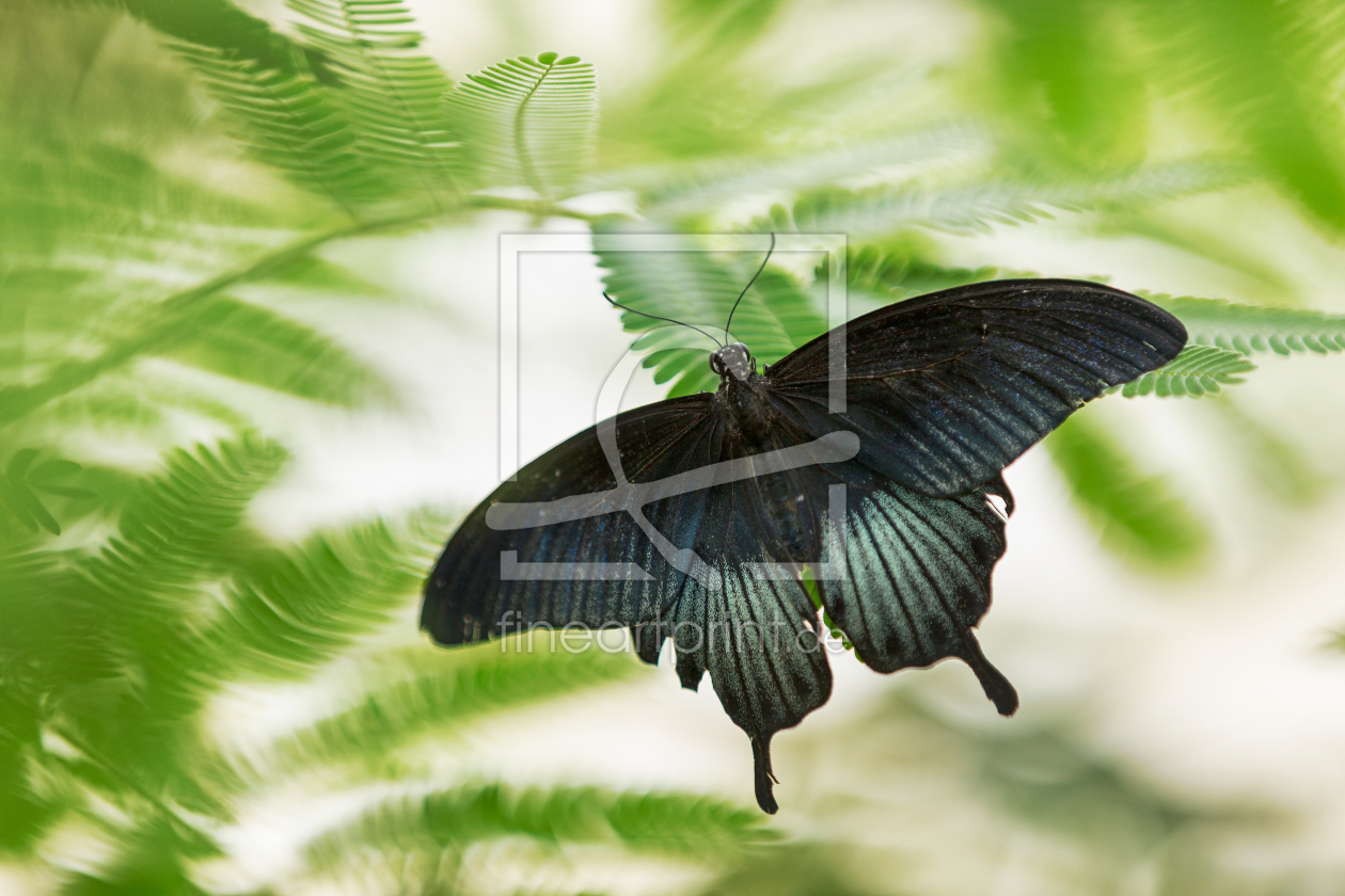 Bild-Nr.: 11523209 Papilio erstellt von Thomas Herzog