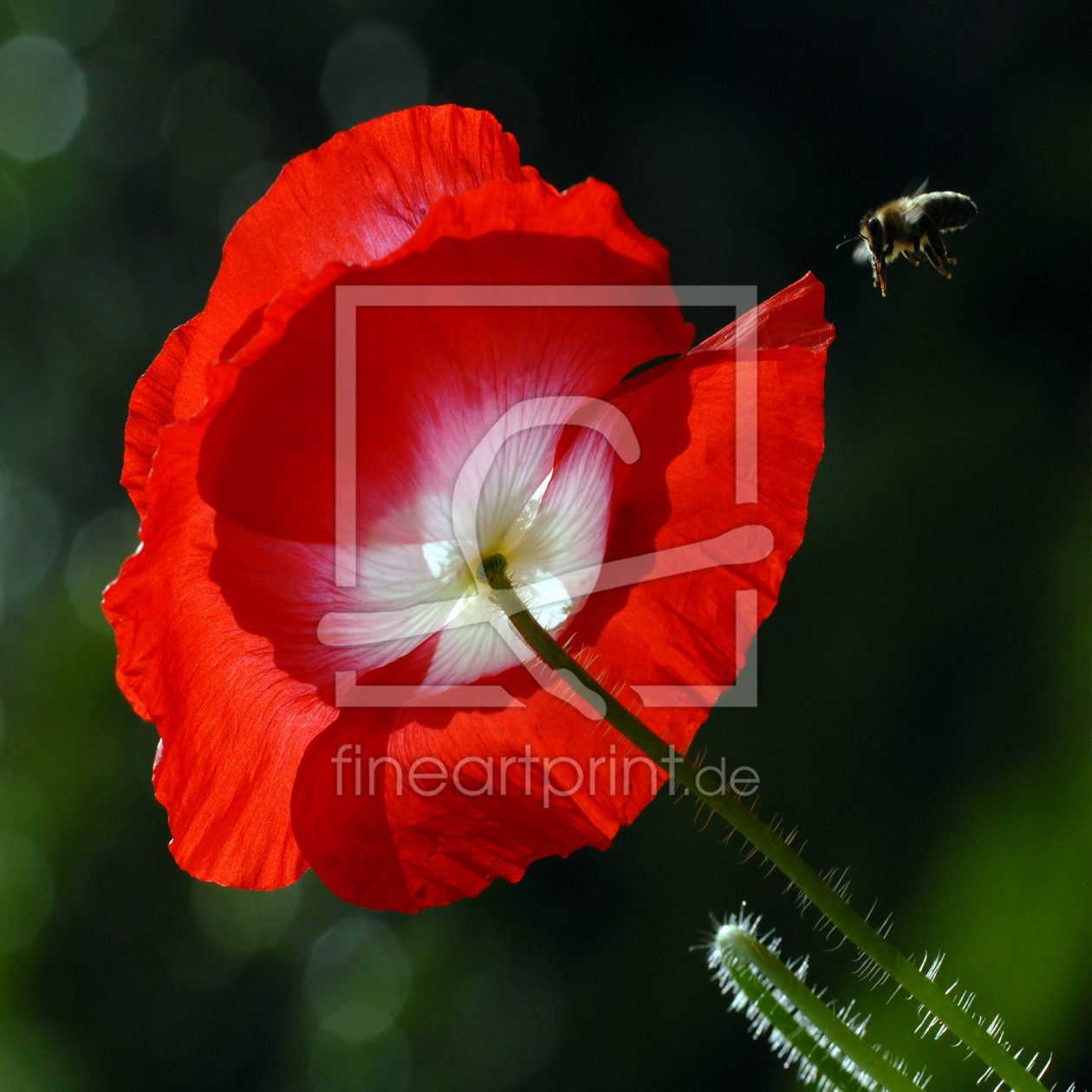 Bild-Nr.: 11523235 Rotweisser Mohn erstellt von Ostfriese