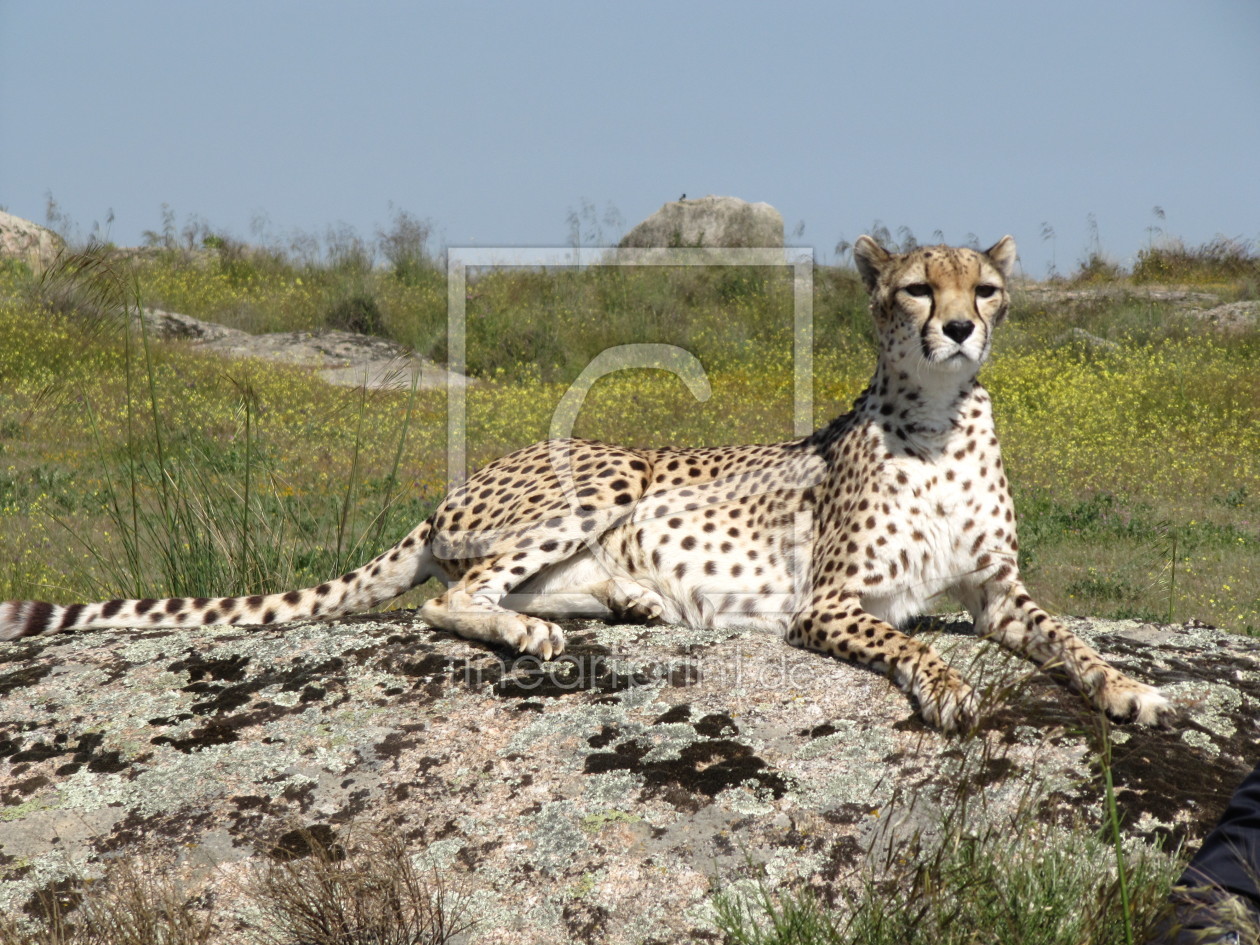 Bild-Nr.: 11523507 Gepard erstellt von Cheetah-Design