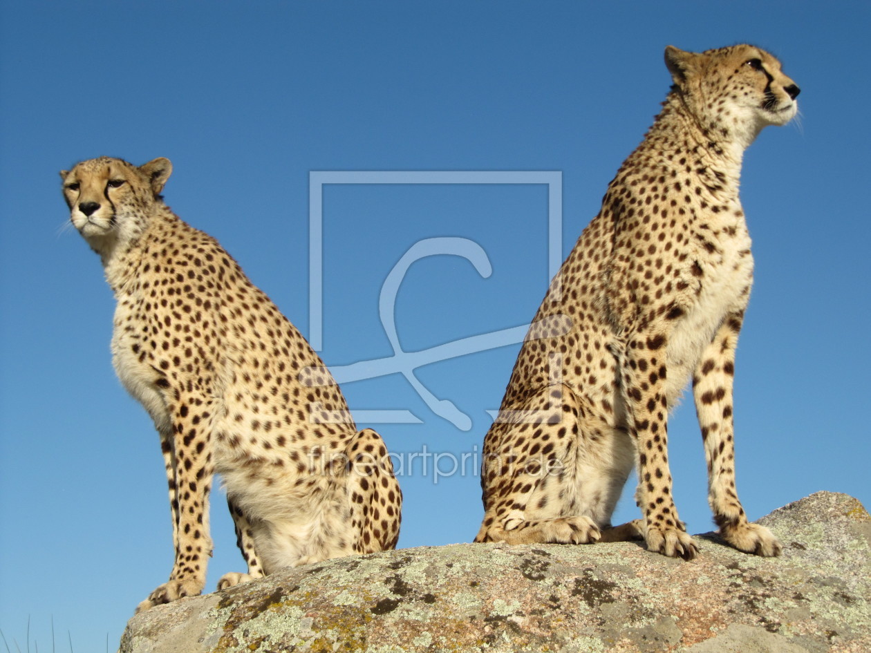 Bild-Nr.: 11523515 2 Geparden erstellt von Cheetah-Design