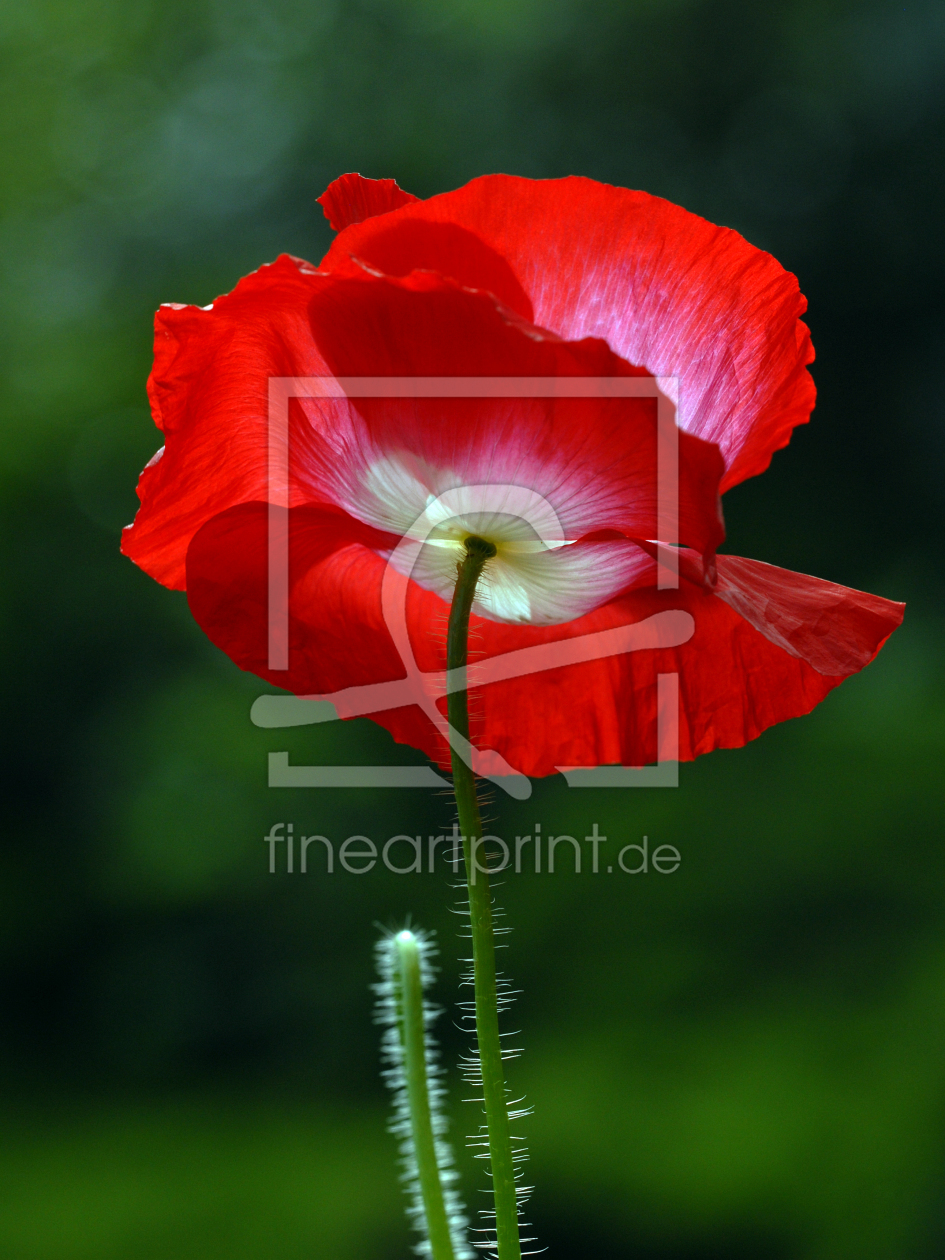 Bild-Nr.: 11523525 Leuchtende Mohnblüte  erstellt von Ostfriese
