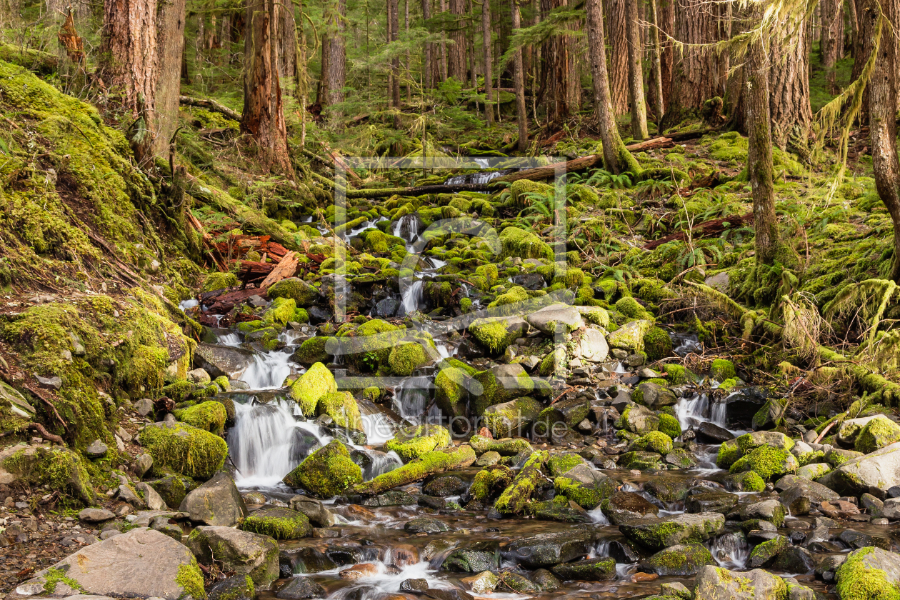 Bild-Nr.: 11523639 Olympic National Park erstellt von TomKli