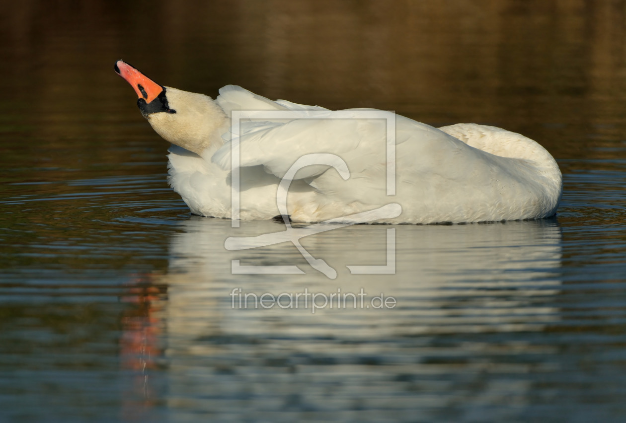 Bild-Nr.: 11524125 Schwan erstellt von Sabine Schmidt