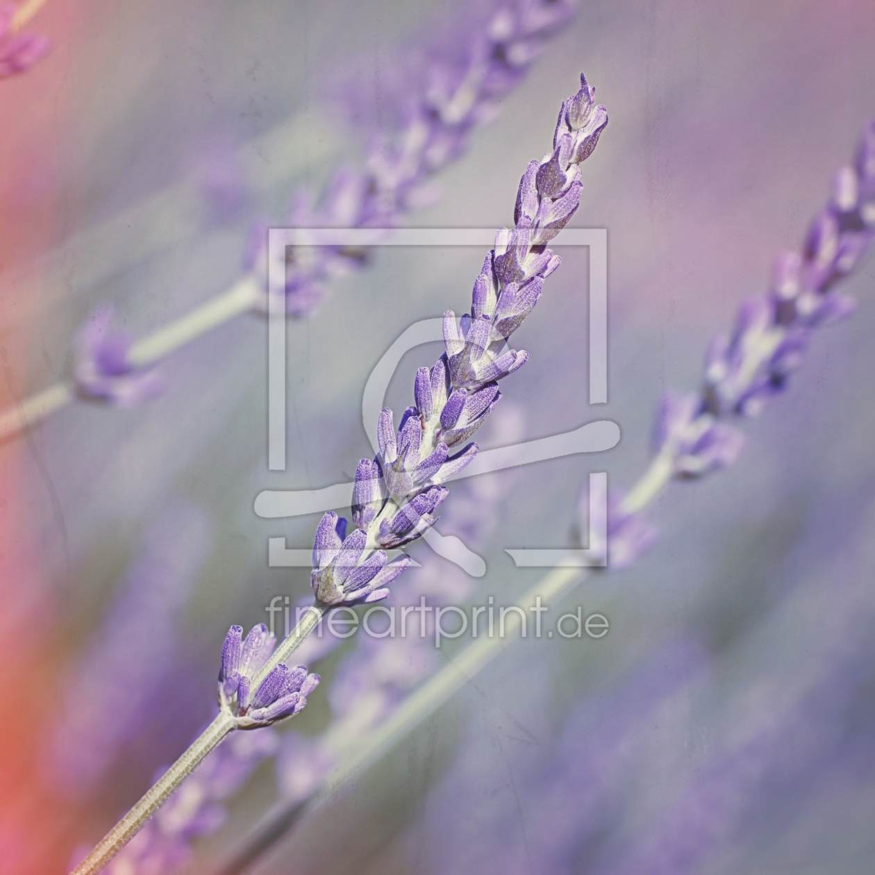 Bild-Nr.: 11524349 Junger Lavendel erstellt von youhaveadream