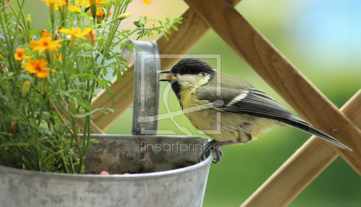 Bild-Nr.: 11524363 Meise im Garten erstellt von Heike Hultsch