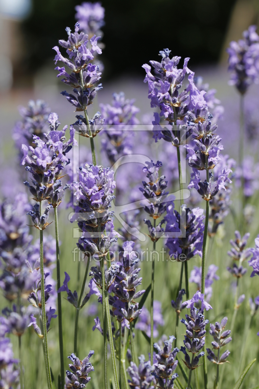 Bild-Nr.: 11524718 Lavendel erstellt von electricmango