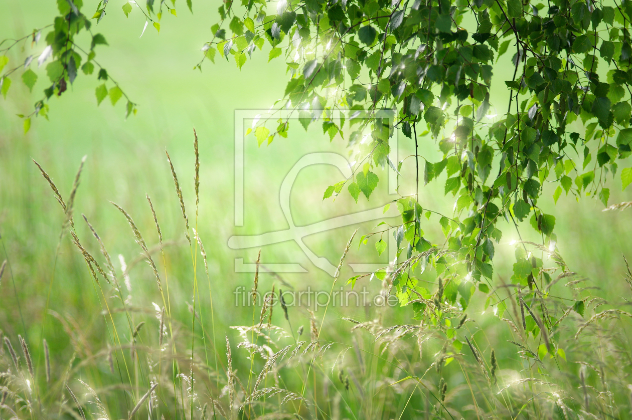 Bild-Nr.: 11524764 Wildwiese mit kleinen Sternen erstellt von Tanja Riedel