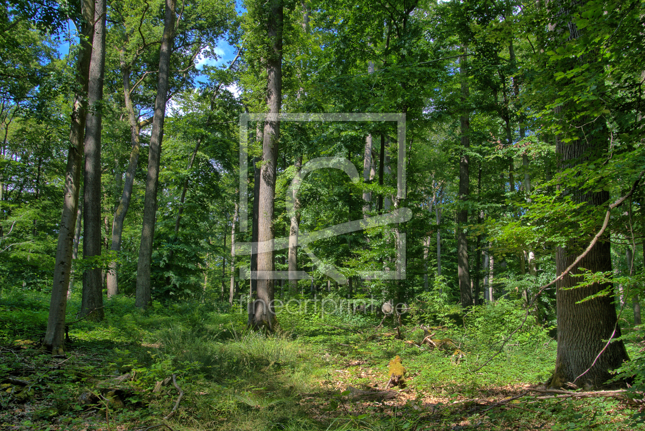 Bild-Nr.: 11524871 Licht und Schatten im Sommerwald Bild-Nr.: 11524871 Licht und Schatten im Sommerwald erstellt von RonNi
