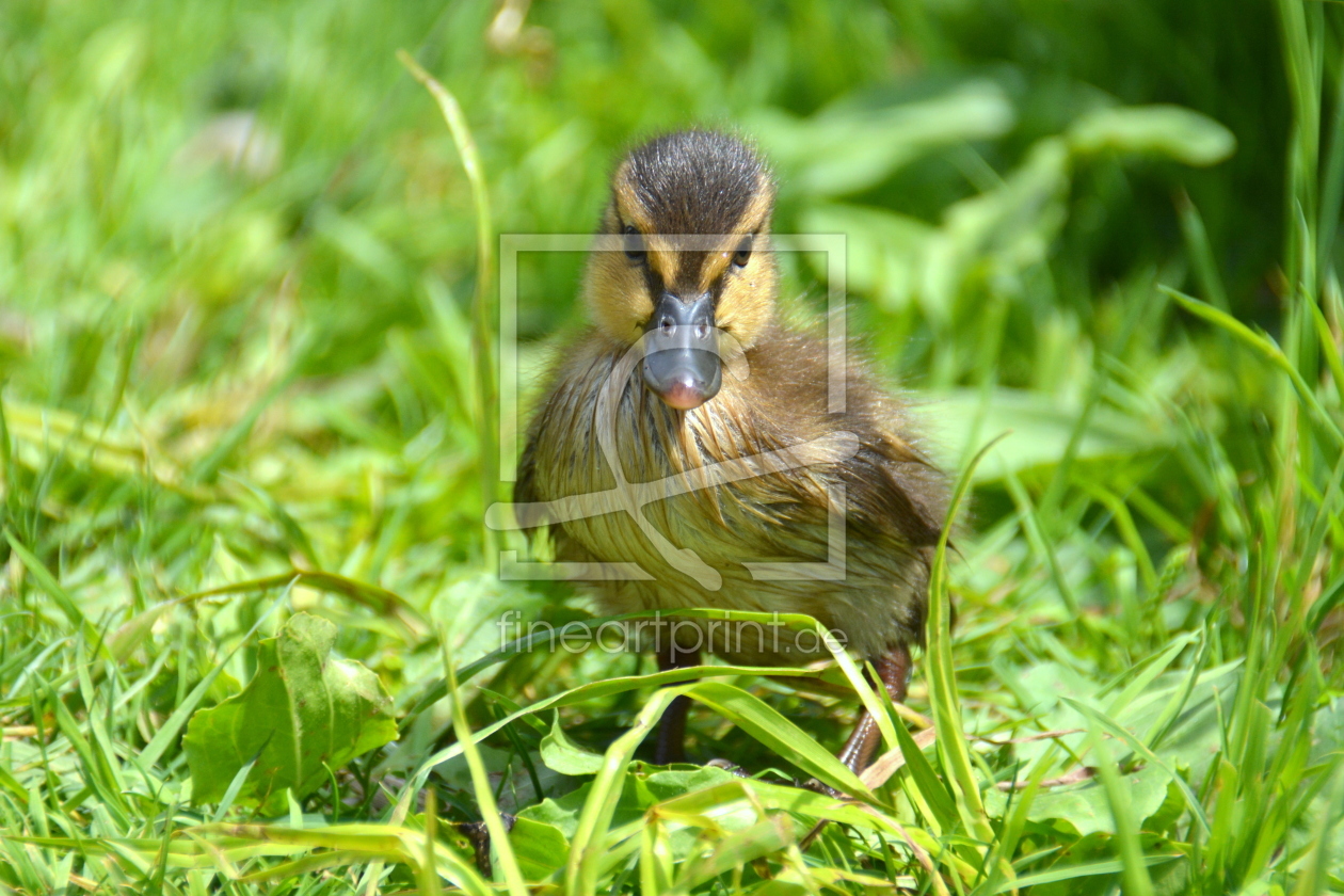 Bild-Nr.: 11525045 Nestflüchter erstellt von GUGIGEI