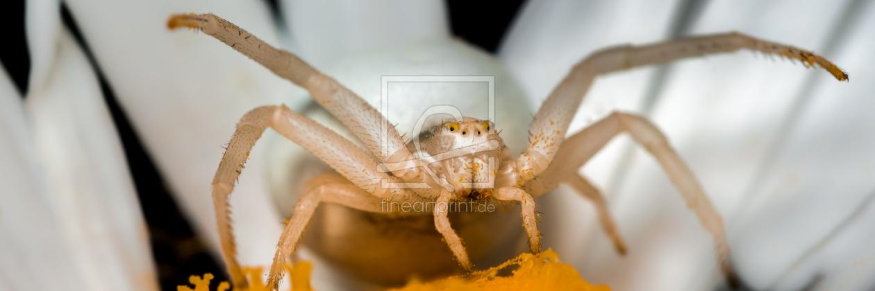 Bild-Nr.: 11525284 Krabbenspinne Misumena  in weis erstellt von Richard-Young