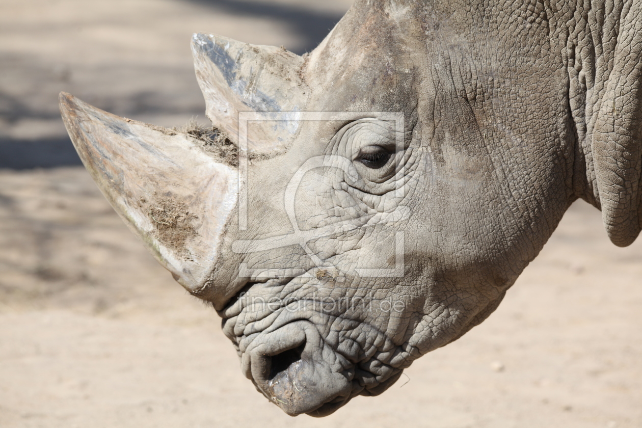 Bild-Nr.: 11525658 Nashorn erstellt von FotoDeHRO