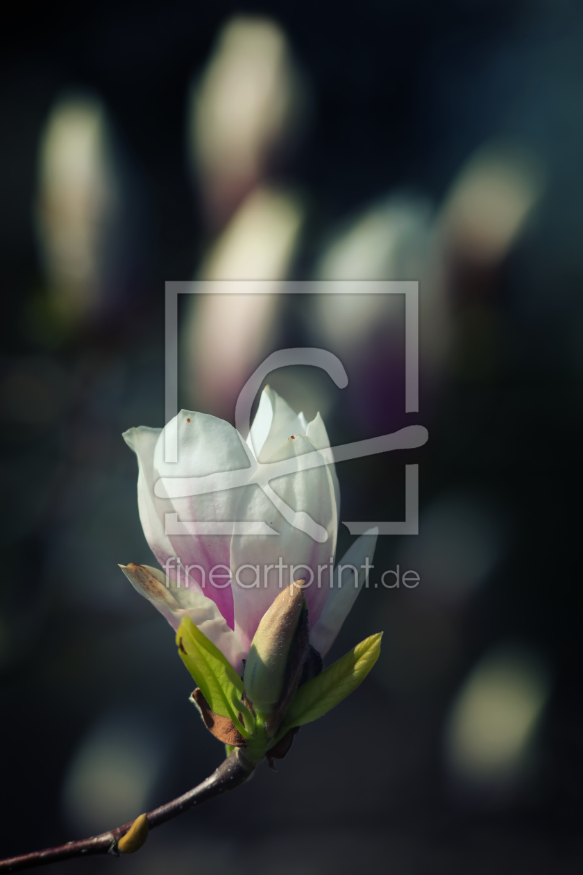 Bild-Nr.: 11525662 Magnolia erstellt von FotoDeHRO